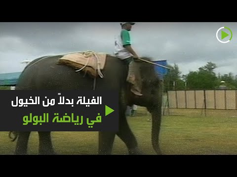 شاهد رياضة البولو على فيلة بدلًا من الخيول